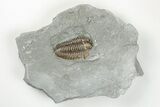 Bargain, Flexicalymene Trilobite - Mt Orab, Ohio #199530-1